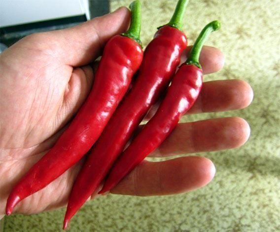 Pflanzen & Samen: 50 Samen Ziegenhorn Chili – Neu (gemäss Beschreibung) aus Ehrendingen von VerveinaSamen 3