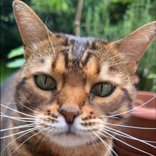 Profile image of Morgana11