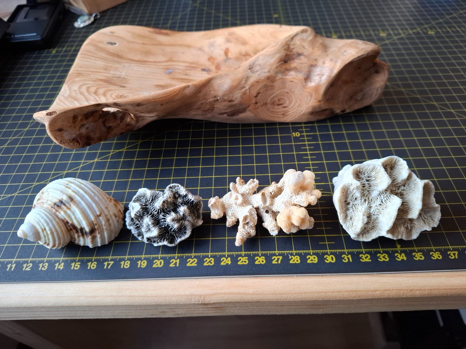 Fossili: Konvolut Meereswesen – Usato da Zwieselberg venduto da Halifaxmendusli 2