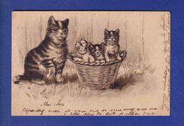 CHAT - Maman chat et sa corbeille de chatons