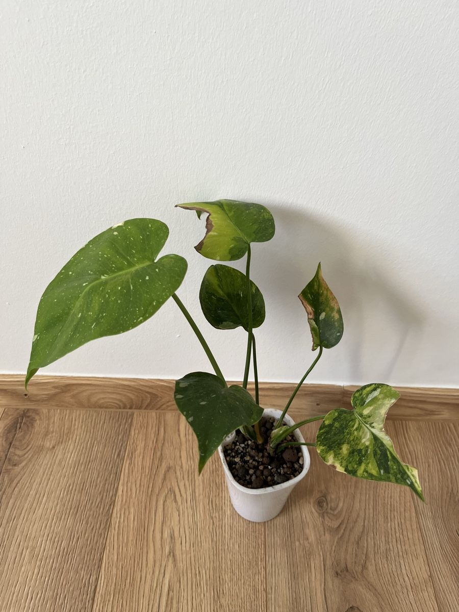 Pflanzen & Samen: Monstera Tricolor/Miracle – Gebraucht aus Basel von philuftikuss