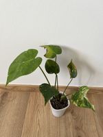 Monstera Tricolor/Miracle