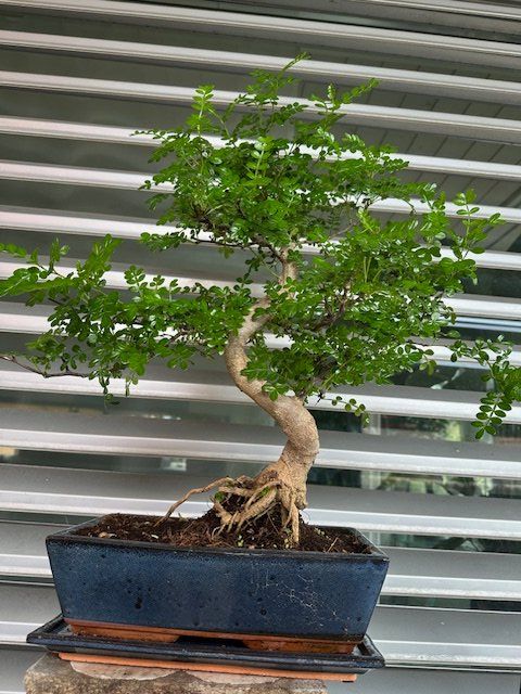 BONSAI GROSSER JAPANISCHER PFEFFER BAUM (Gebraucht) in Ostermundigen fr  CHF 320  nur Abholung auf Ricardo kaufen