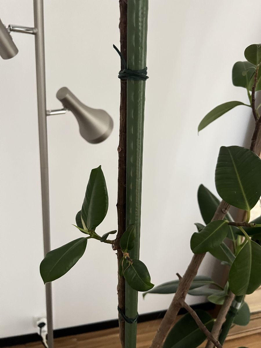 Pflanzen & Samen: Ficus - grosser Gummibaum – Gebraucht aus Zürich von cha_kgz2 3