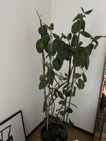Ficus - grosser Gummibaum