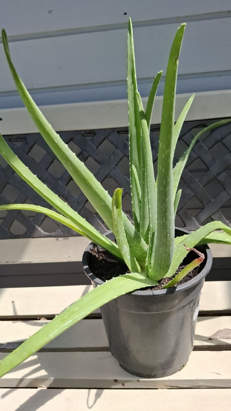 Pflanzen & Samen: Aloe Vera Pflanze ca. 50cm – Gebraucht aus Emmen von Tigerlady