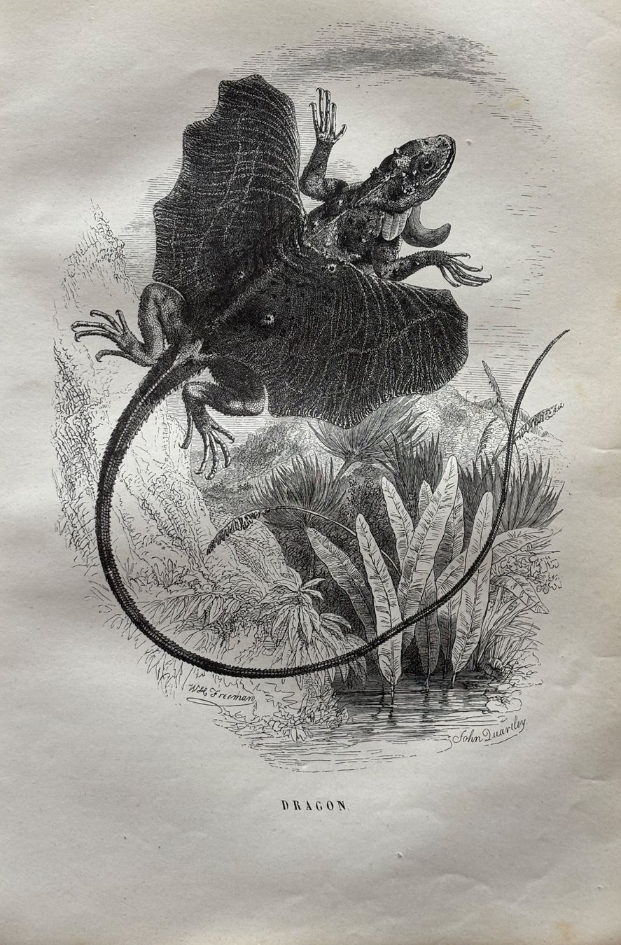 Incisioni: Stahlstich 1843 - Dragon – Usato da Frauenfeld venduto da Merk52