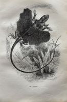 Stahlstich 1843 - Dragon