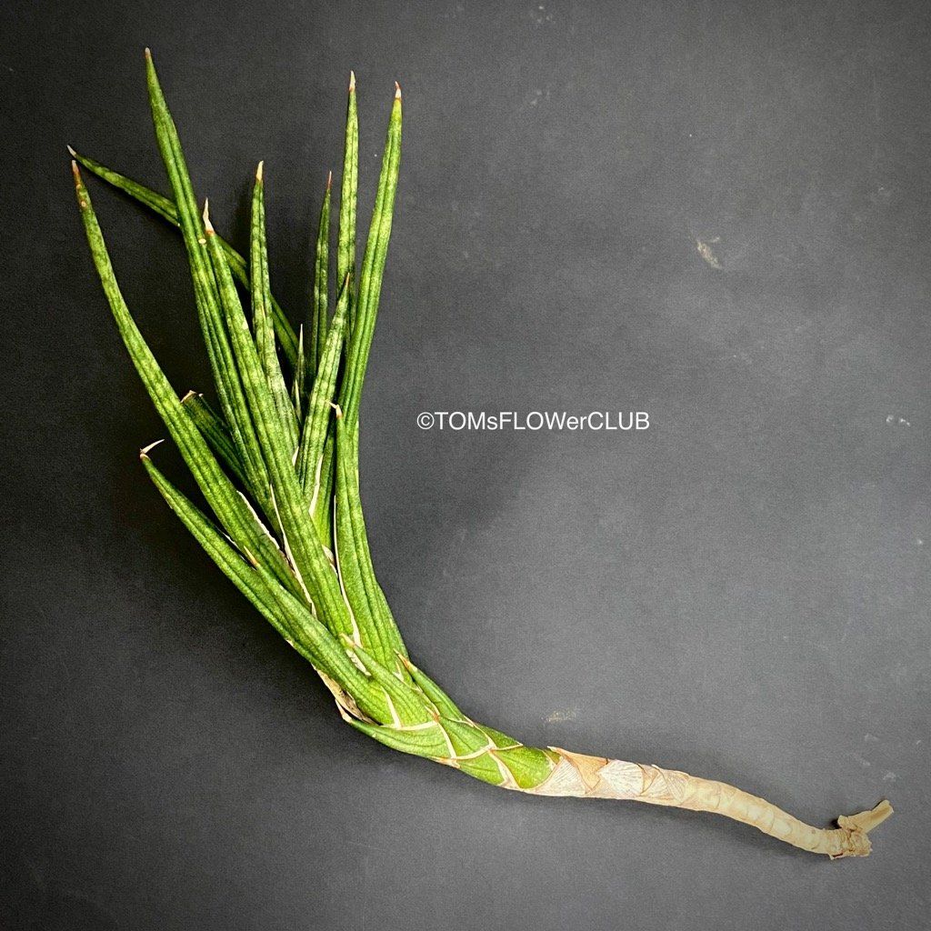 Plantes & graines: Sansevieria Francisii - einzigartig schön - oder? – Neuf avec emballage d'origine à Adliswil par astom369 7