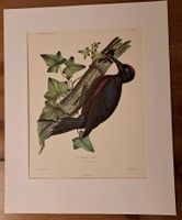 Handkoloriertes Vogelbild, O. Desmurs, Fotolitho,