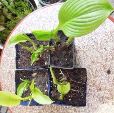 Piante & sementi: Hosta Funkie  hellgrün, Blüte weiss – Usato da Basel venduto da FRAU.ZAUBER.MOND 1