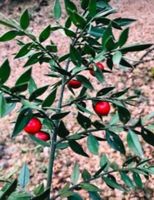 RUSCUS ACULEATUS” IMMERGRÜN 5 PFL x 20cm