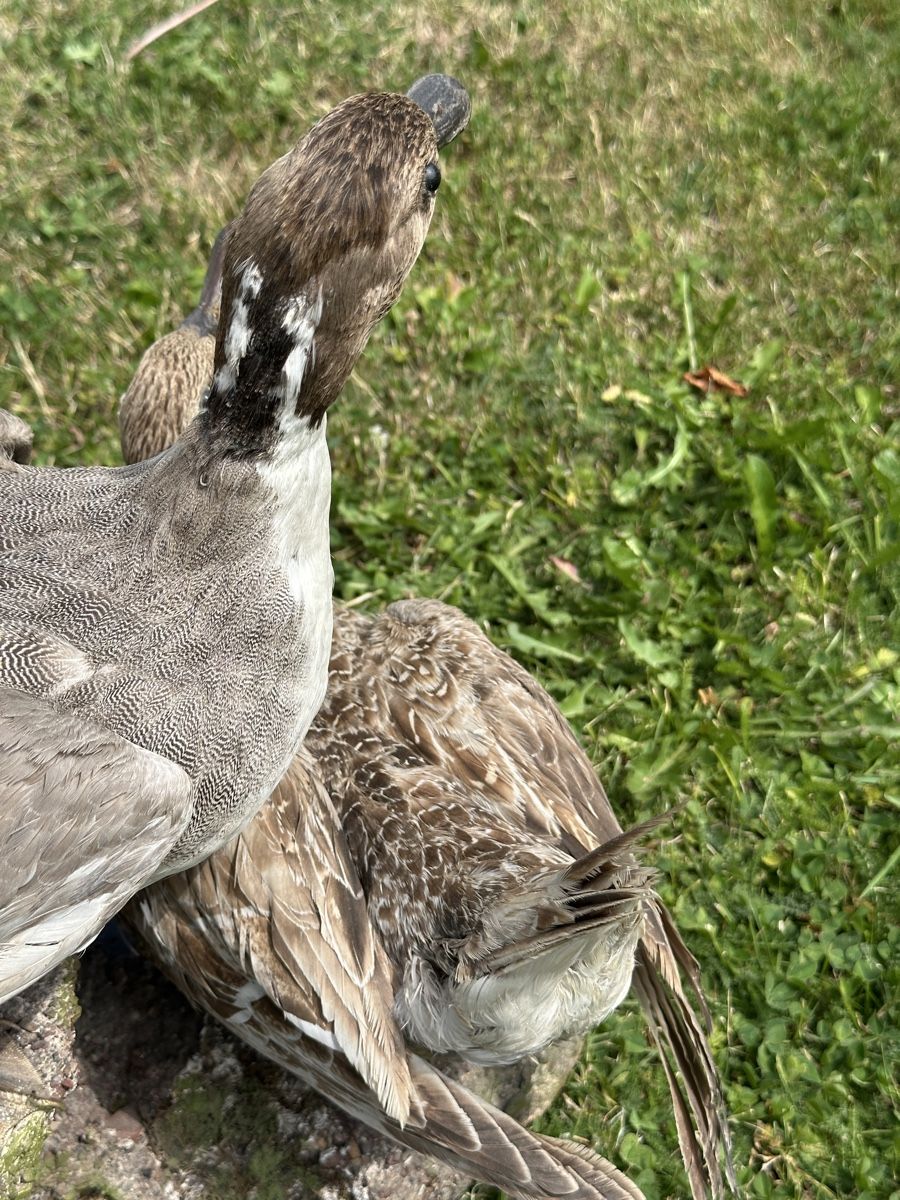Monde des animaux: Präparate zwei Enten auf Stein – D'occasion à St.Moritz par marog90 3