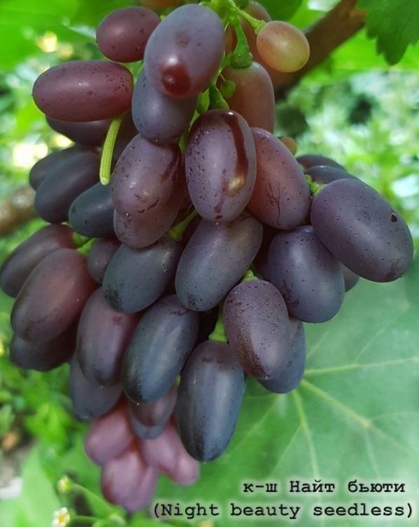Vigne Raisin RARE (var. Night beauty) (Neu und originalverpackt) in ...
