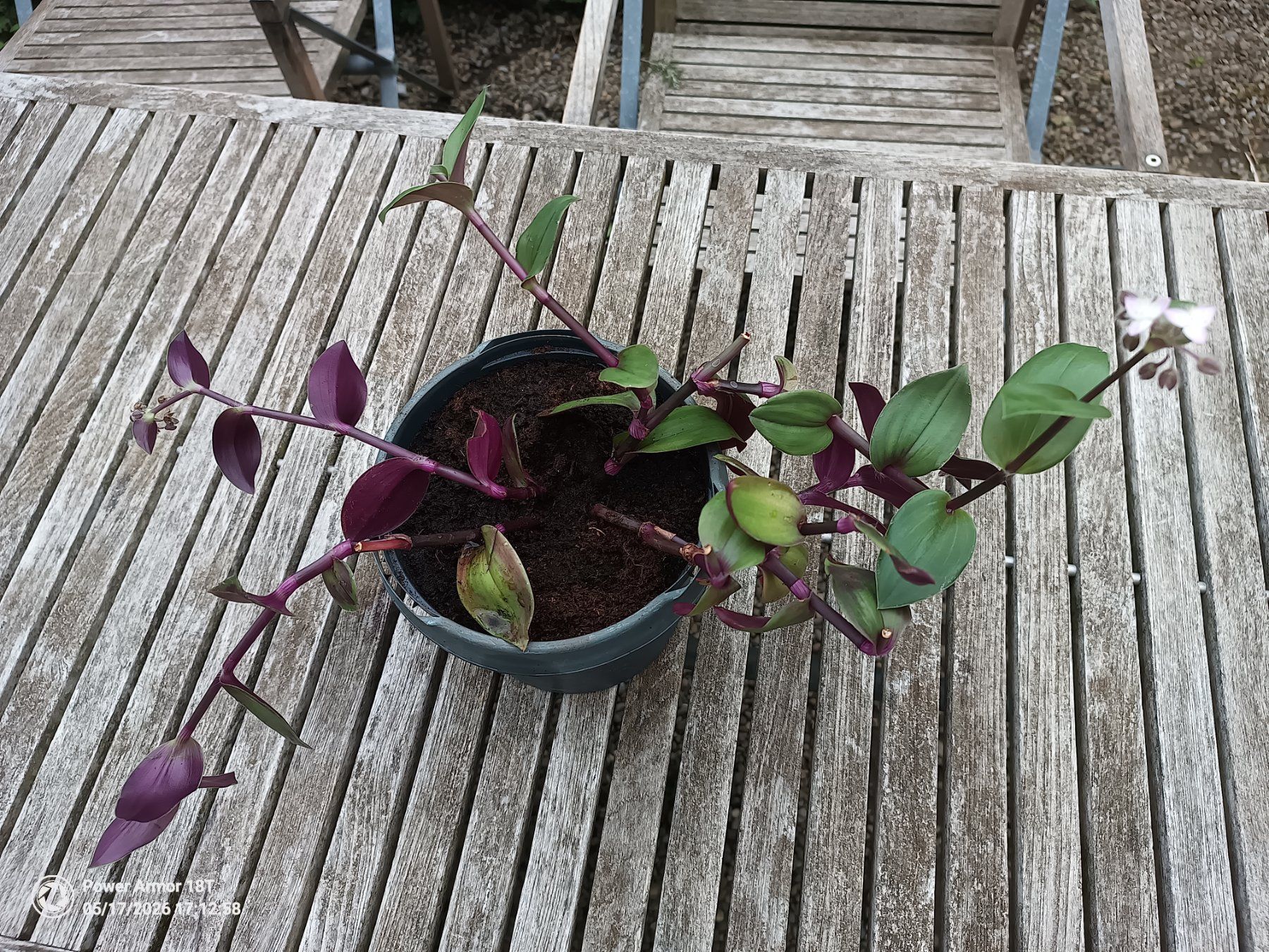 Piante & sementi: Tradescantia fluminensis-Variante – Usato da Winterthur venduto da Kristiinag 4