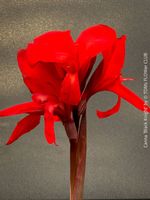 Canna Tropicanna Black Knight  spektakulär rote Blüten