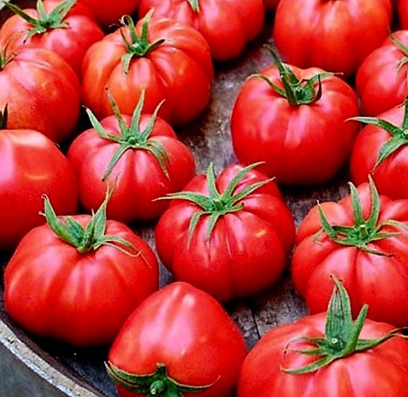 Piante & sementi: 50 Samen Fleischiges Tomat MARMANDE – Nuovo e nell'imballaggio originale da Rovio venduto da POSITIFFARTandPLANTS 3
