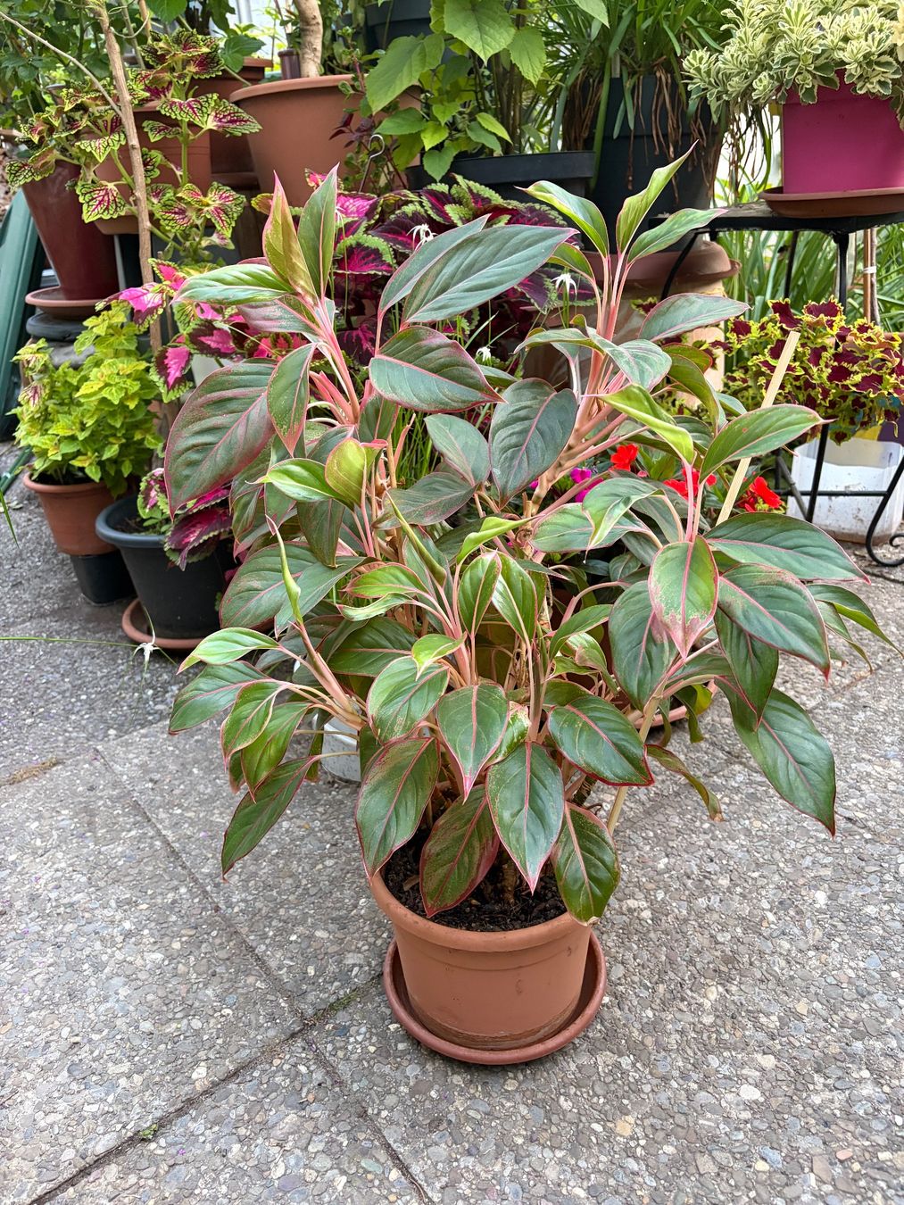 Plantes & graines: Aglaonema, grosser, bewurzelter Steckling – Neuf (Voir description) à Winterthur par Aniger 9
