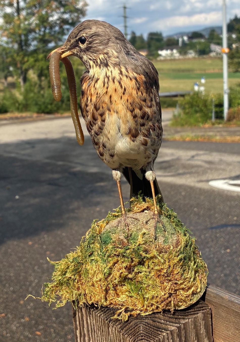 Il mondo degli animali: Singdrossel mit Wurm – Usato da Bäretswil venduto da robsonantik