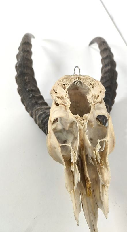 Sonstiges zum Sammeln & Seltenes: afrikanische Impala Antilopen Schädeltrophäe – Gebraucht aus Rüti ZH von Restwert_Rueti_ZH 6