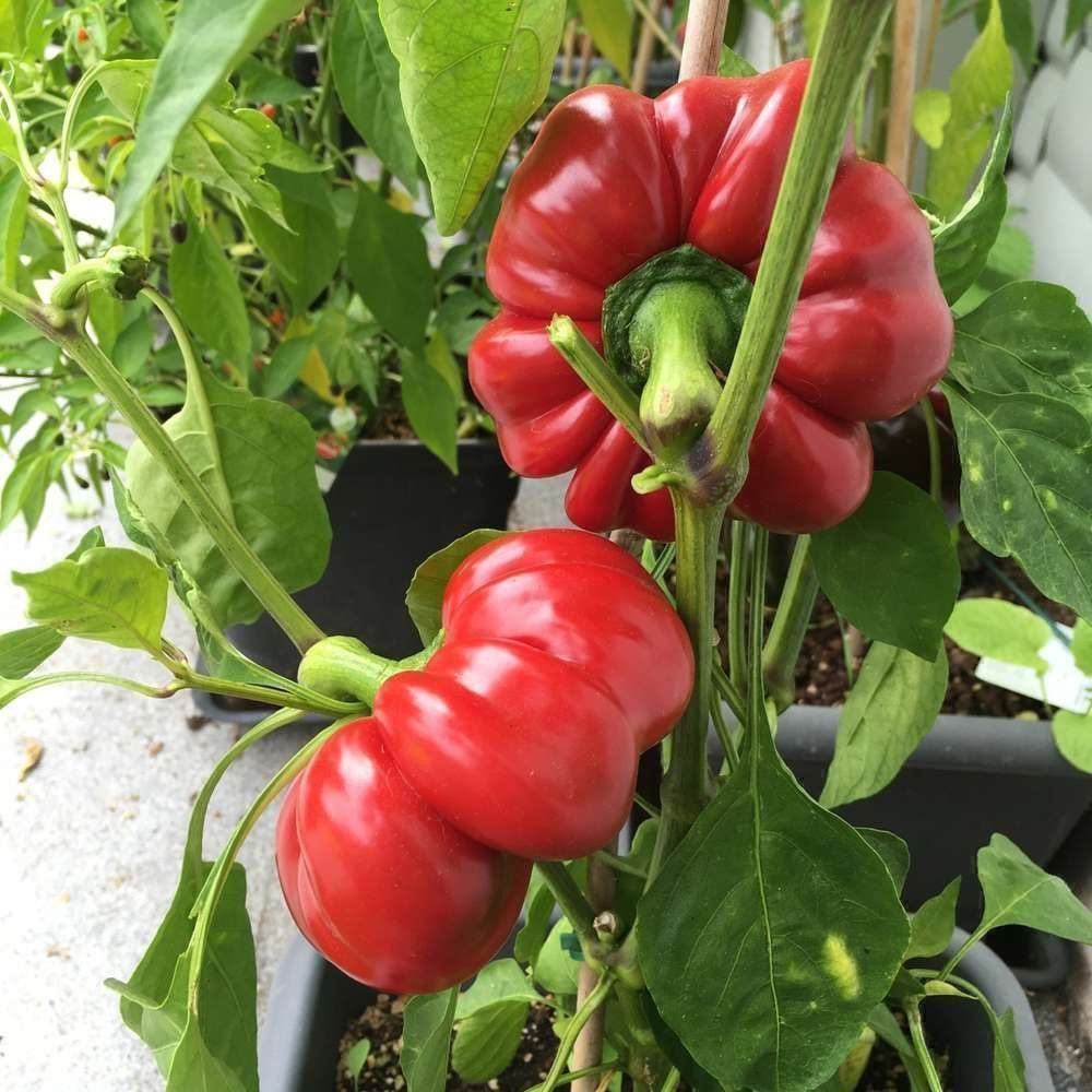 Piante & sementi: 50 Samen Gemüsepaprika TOPEPO ROSSO – Nuovo (secondo la descrizione) da Ehrendingen venduto da VerveinaSamen 7