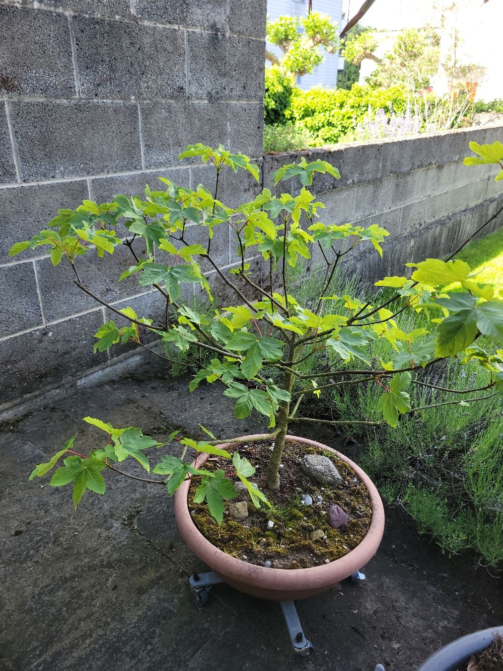 Pflanzen & Samen: Bergahorn - Bäumchen - Bonsai mit Schale – Neu (gemäss Beschreibung) aus Flamatt von bravura 2