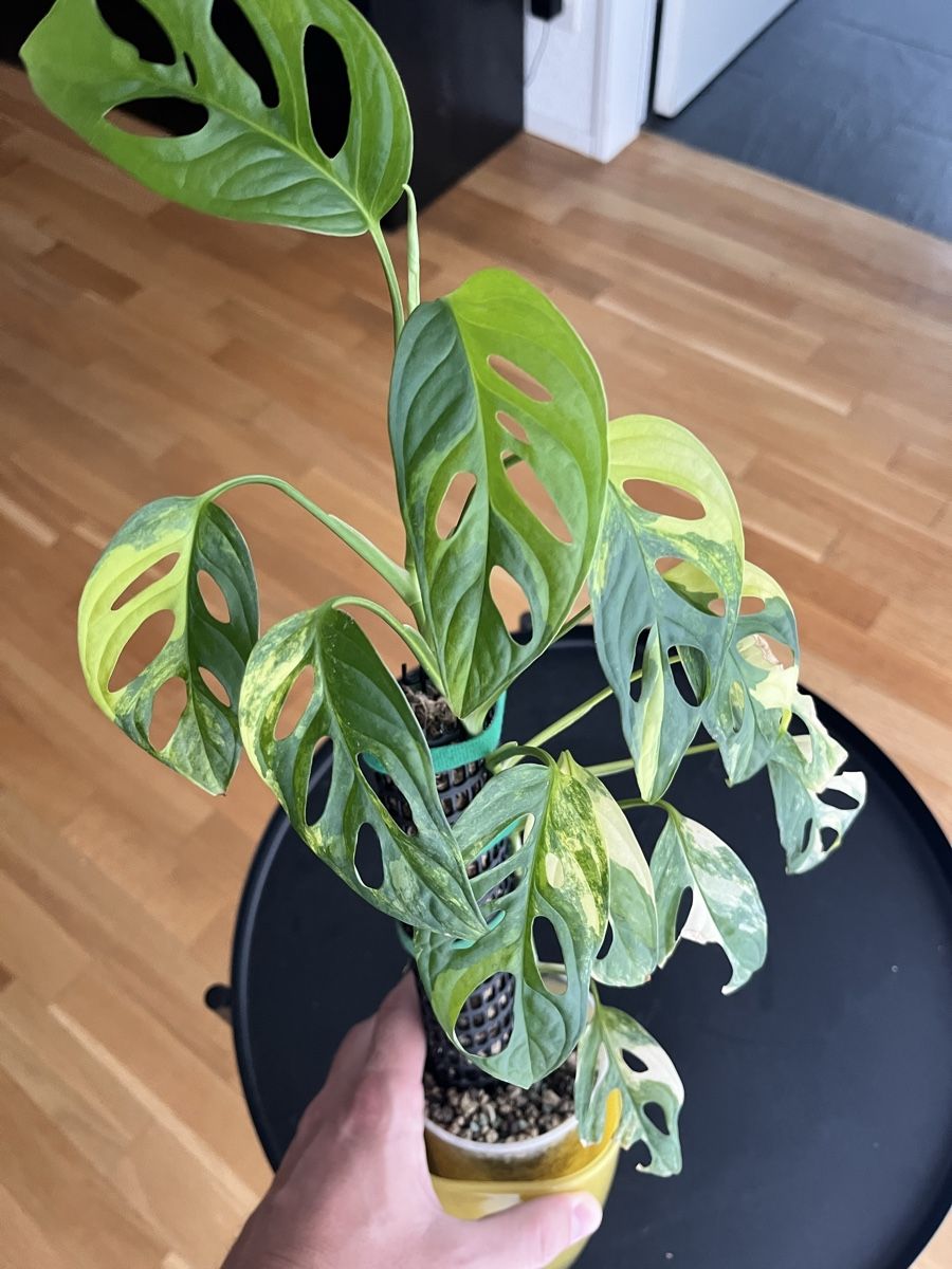 Piante & sementi: Monstera Adansonii Aurea – Usato da Uster venduto da ke114