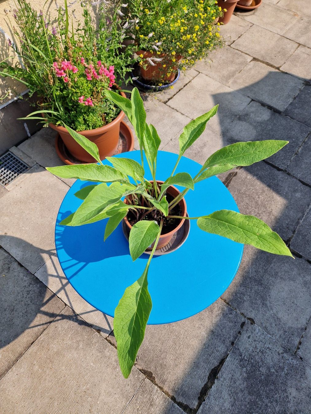 Pflanzen & Samen: Balkon-/Gartenpflanze: Beinwell – Gebraucht aus Münchenbuchsee von Aare22 2