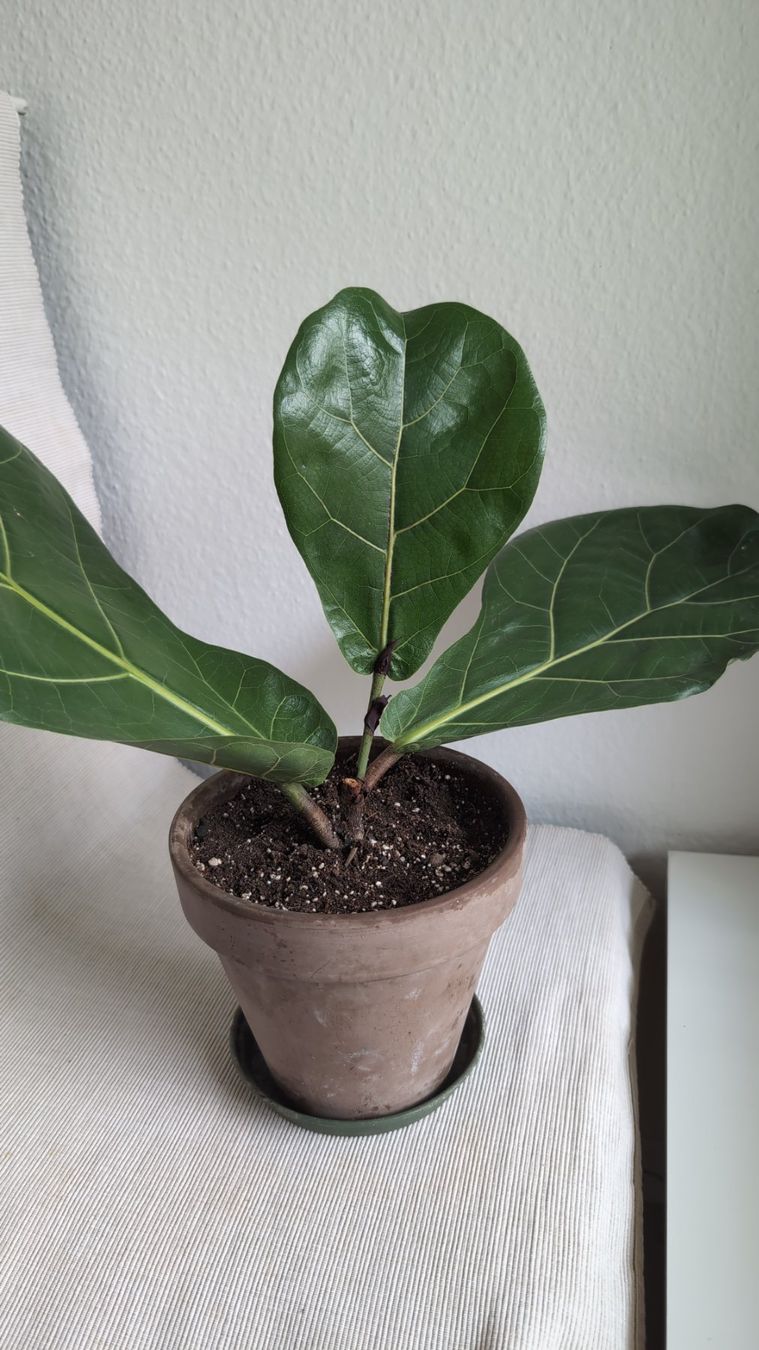 Pflanzen & Samen: Geigenfeige (Ficus lyrata) – Gebraucht aus Wallisellen von ali_x62p 1