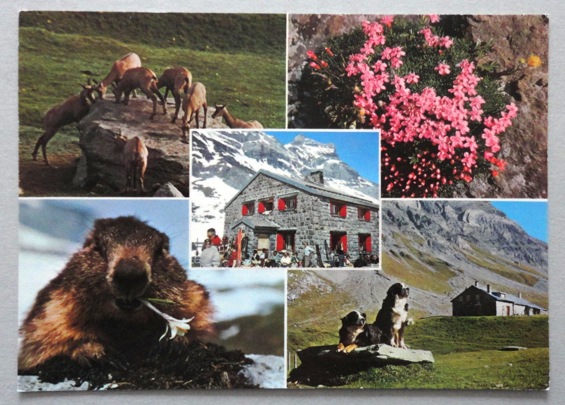 Ansichtskarten: Refuge du Guide Giacomini, Anzeindaz sur Bex – Gebraucht aus Fétigny von Billy2miny