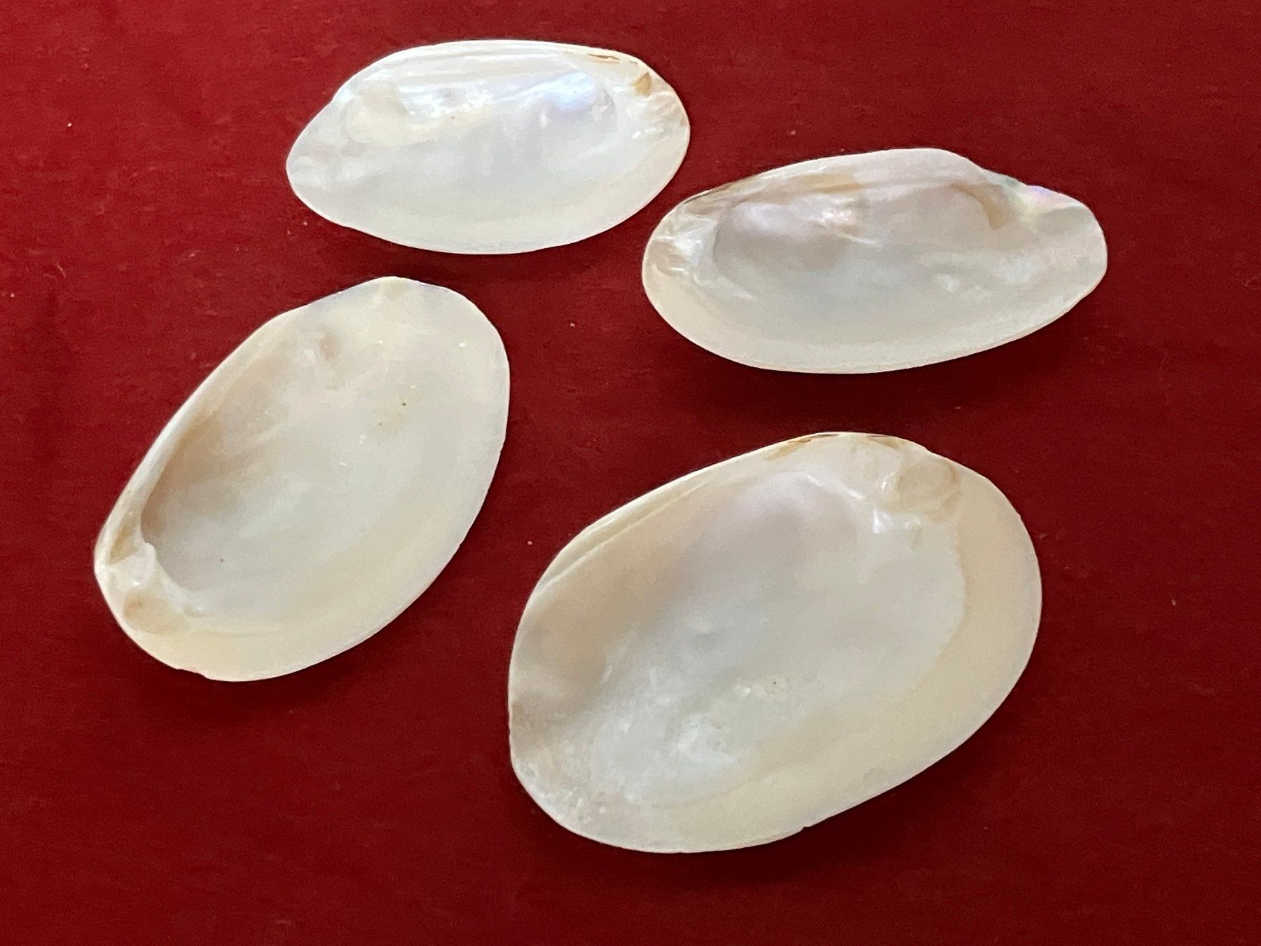 Fossiles: Lot Permuttermuschel – D'occasion à Horw par luzernicus 2