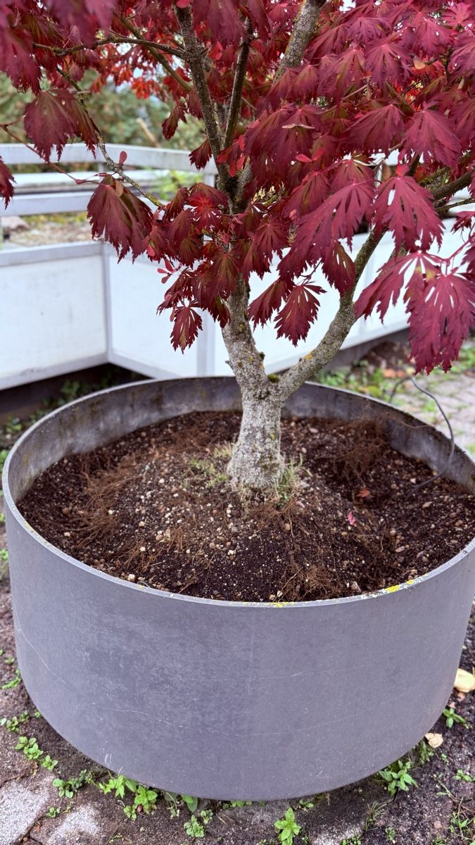 Pflanzen & Samen: Strauch Acer 'Aconitifolium', – Gebraucht aus Zürich von bab_7bdk 1