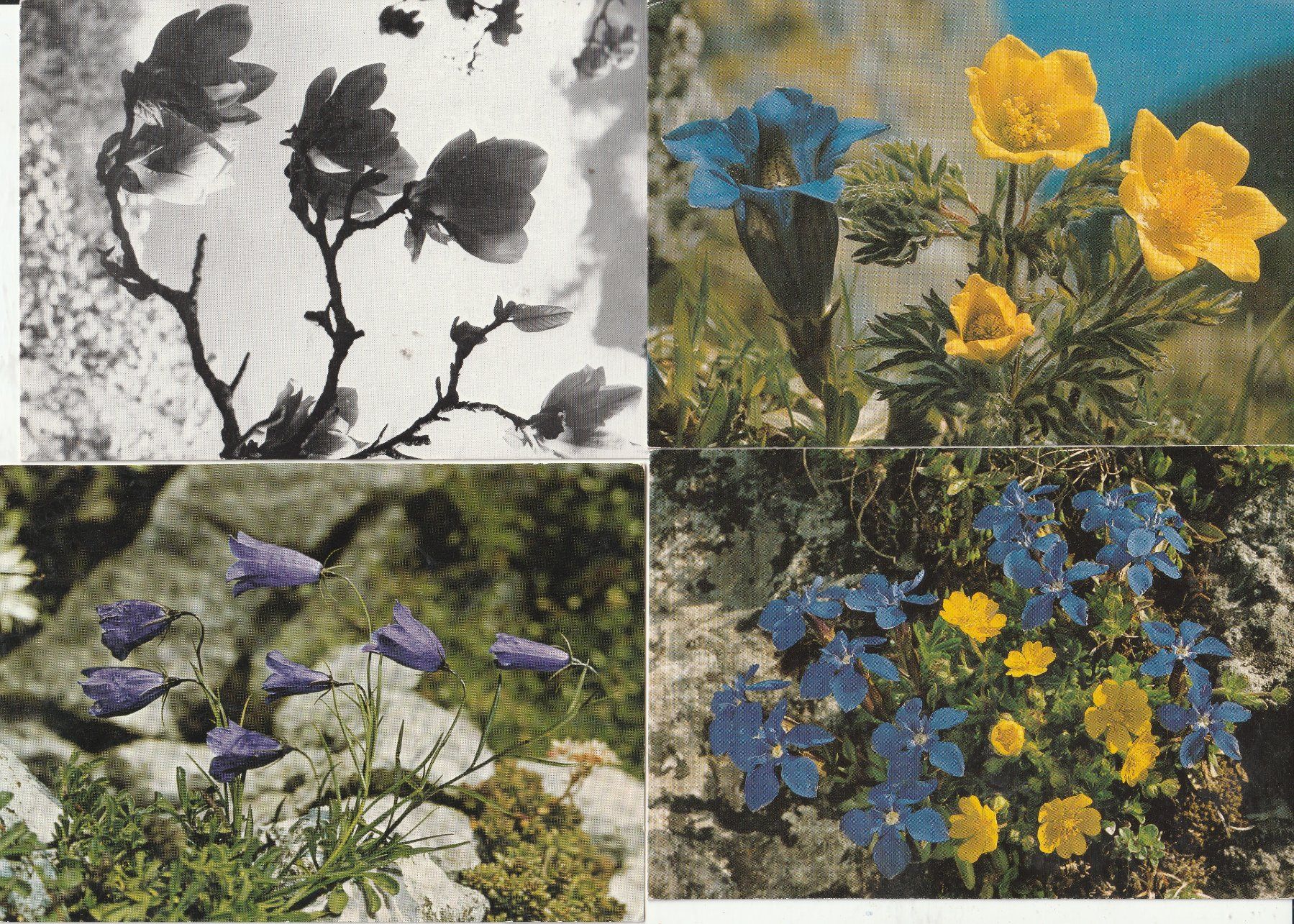 Ansichtskarten: 40 Blumenkarten – Gebraucht aus Lumbrein von made02 5