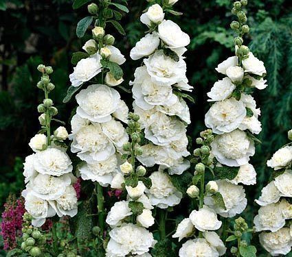 Piante & sementi: 50 Samen Stockrose CHATER'S WHITE – Nuovo (secondo la descrizione) da Ehrendingen venduto da VerveinaSamen 5