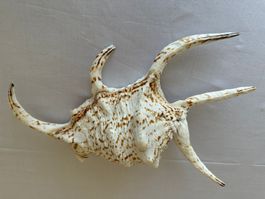Muschel