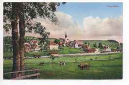 DEGERSHEIM Kühe