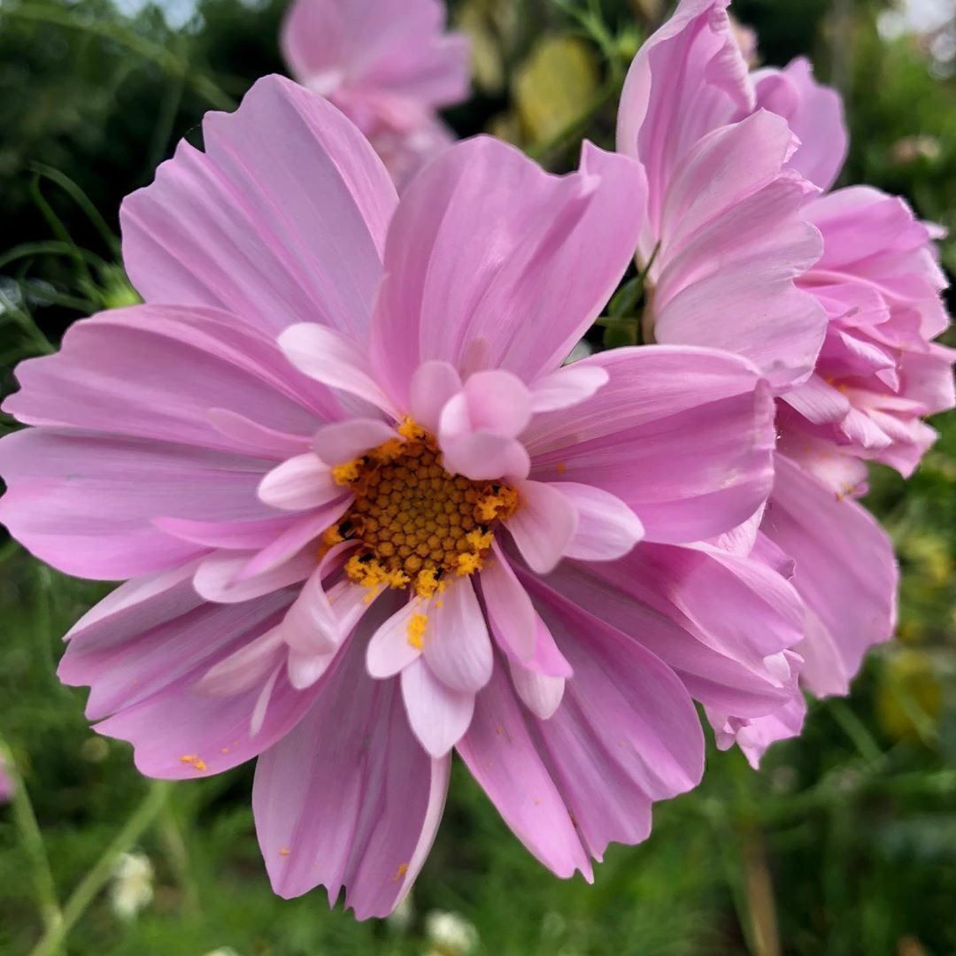 Piante & sementi: 50 Samen Cosmea FIZZY PINK – Usato da Ehrendingen venduto da VerveinaSamen