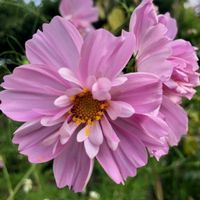 50 Samen Cosmea FIZZY PINK