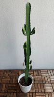 🌵 Grosse Euphorbia Kaktus 125 cm inkl. Topf