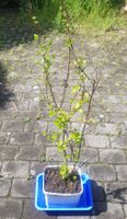 Alpenjohannisbeere