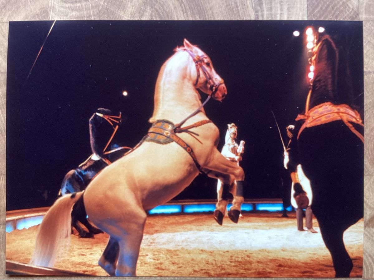 Foto & Immagini: Circus Knie Foto 1985 – Usato da Reichenbach i. K. venduto da astra2010
