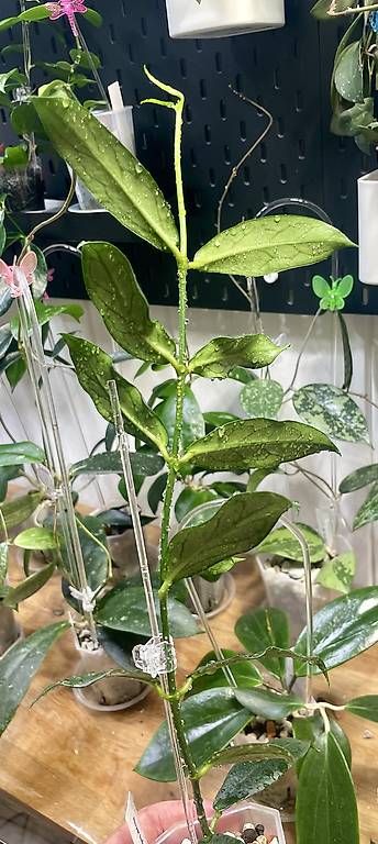 Plantes & graines: Hoya lobbii myanmar – D'occasion à Schönholzerswilen par Leavylounge 1