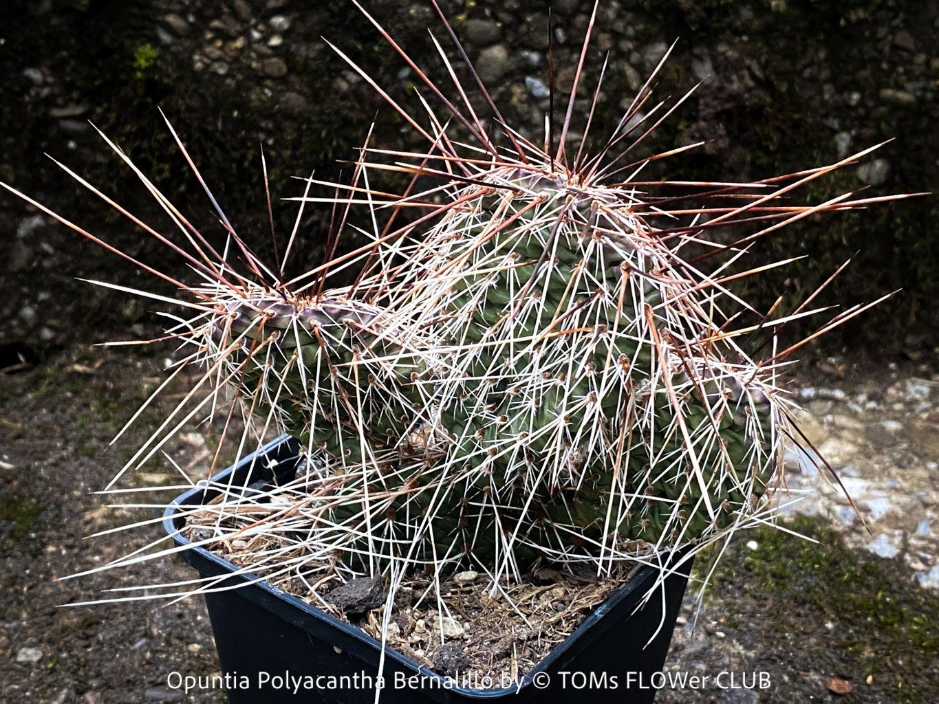 Piante & sementi: Opuntia Polyacantha Bernalillo - winterharter Kaktus – Nuovo e nell'imballaggio originale da Adliswil venduto da astom369 5