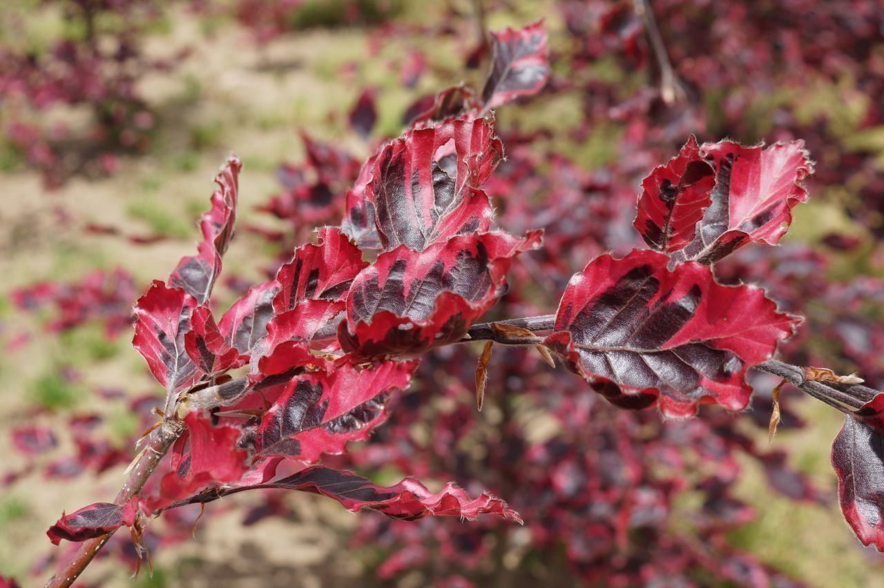 Piante & sementi: Hêtre à feuilles tricolores  20cm – Nuovo (secondo la descrizione) da Bremblens venduto da FIBONACCI369 2