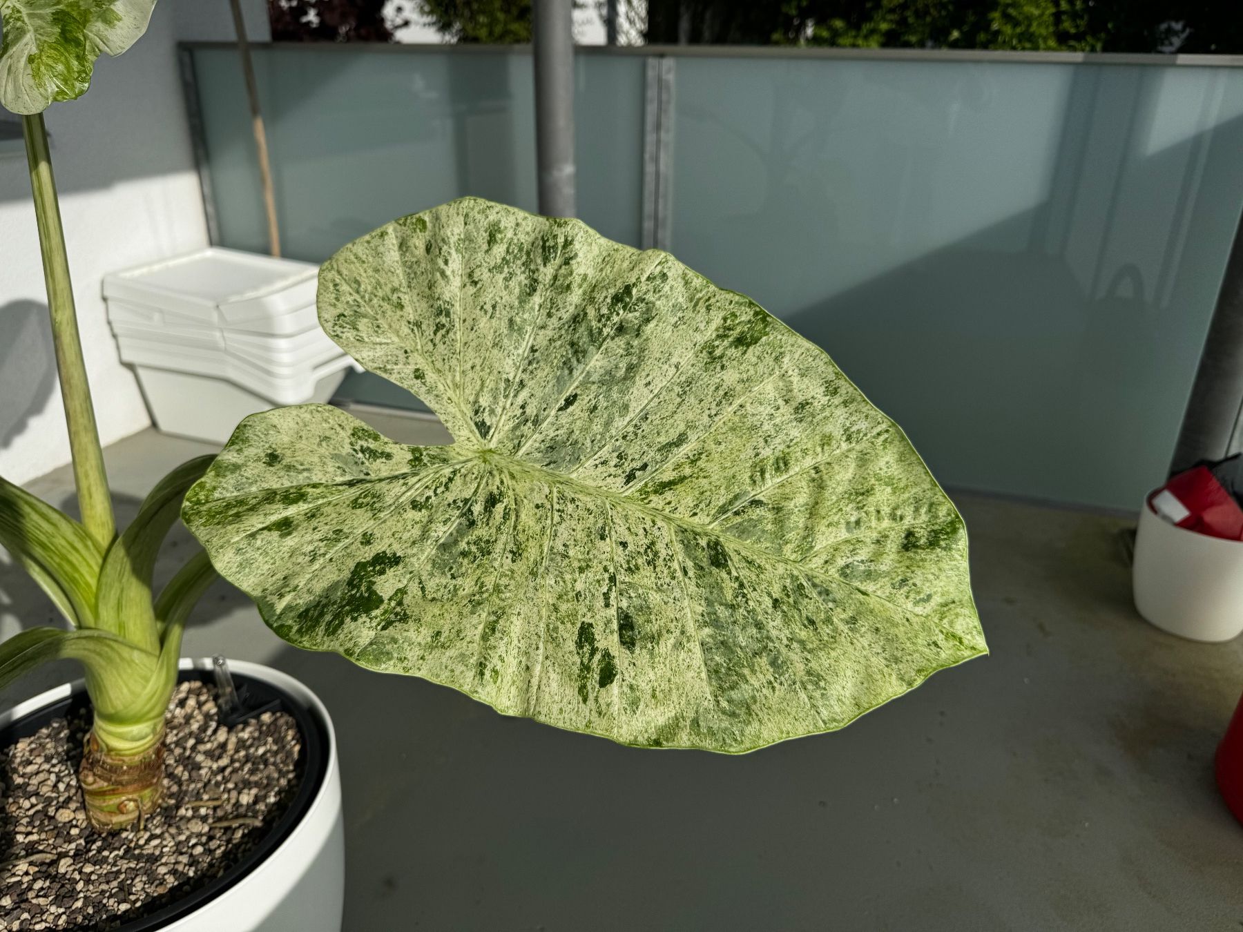 Piante & sementi: 🌱Alocasia odora batik – Usato da Niederbuchsiten venduto da GreenGems 3