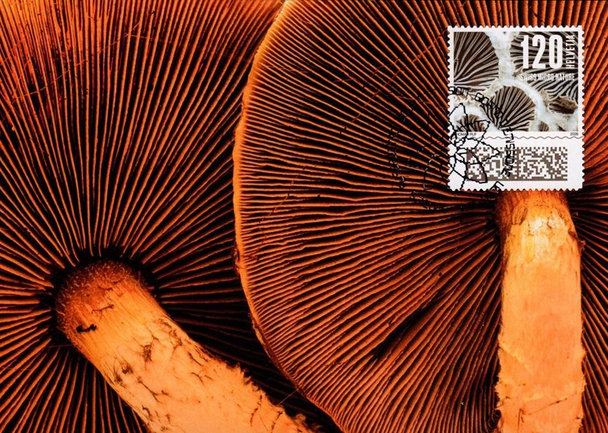 Tutti i francobolli: Maximumkarte Naturmuster - Pilz – Nuovo (secondo la descrizione) da Dottikon venduto da haeusibuh5