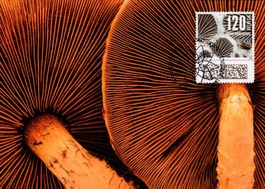 Maximumkarte Naturmuster - Pilz