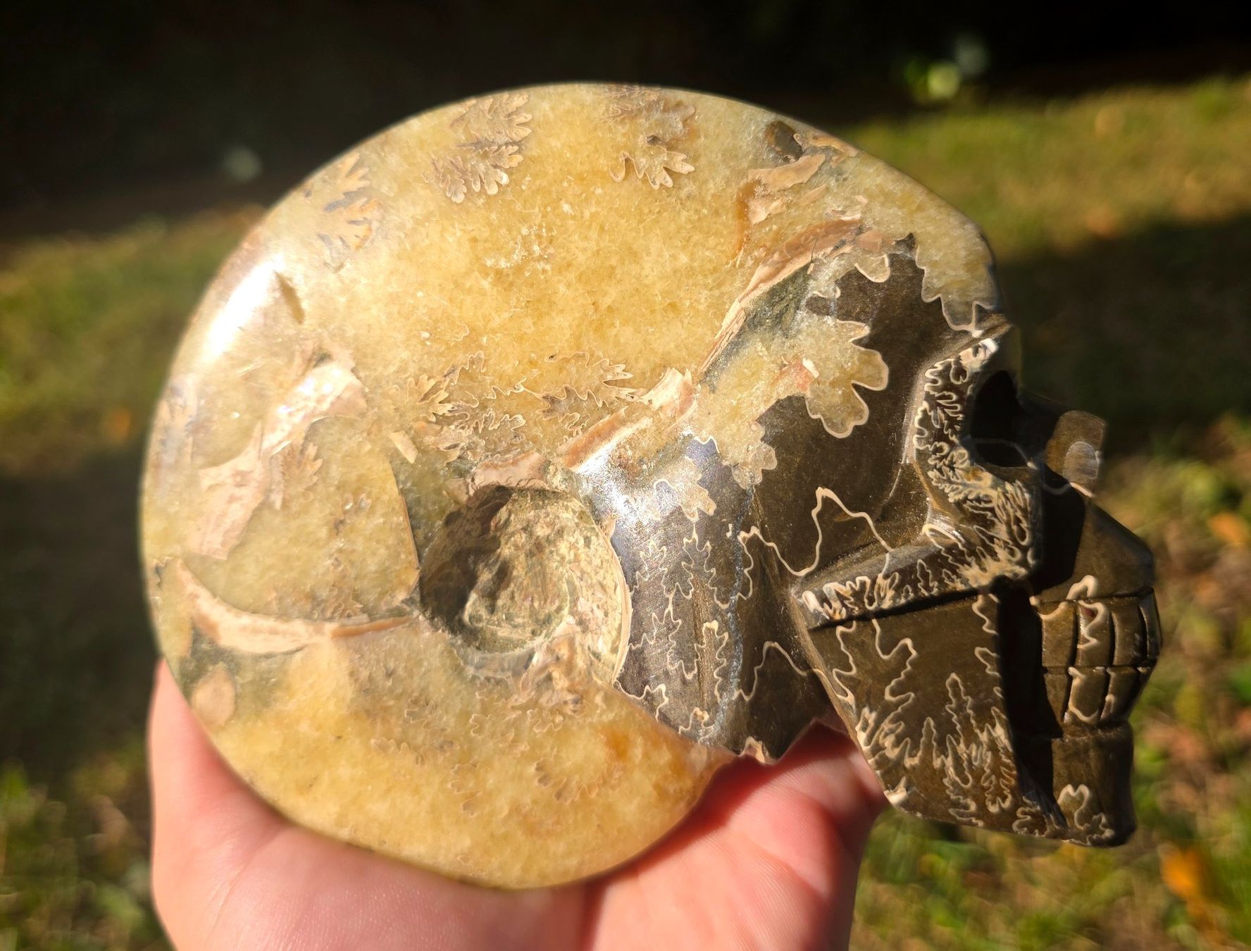 Fossilien: 🐚💀 Ammonit-Schädel Schnitzerei – Neu und originalverpackt aus Matzingen von Shay_Crystalz 1