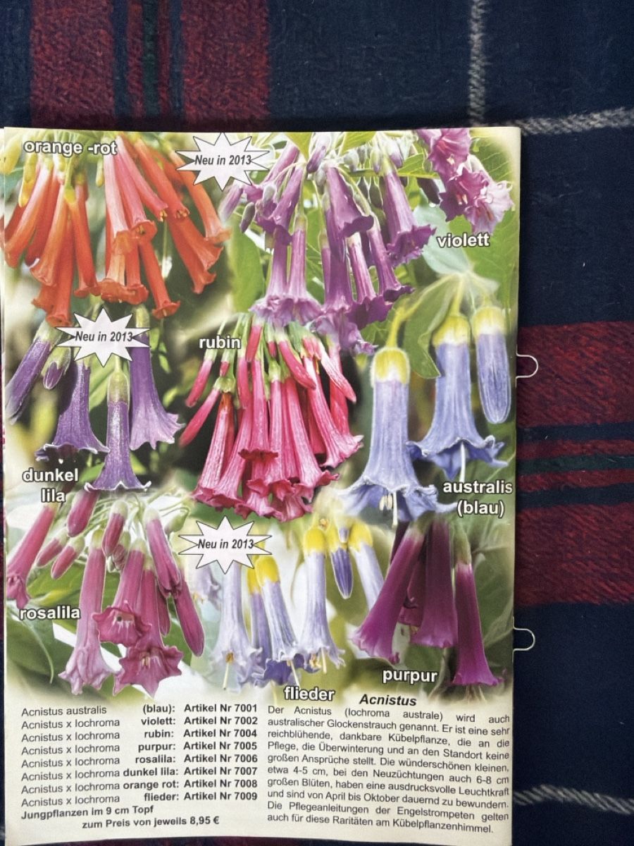 Libri: Bücher Set:Engels-trompeten: Brugmansia – Usato da Zürich venduto da d.reitzer 6