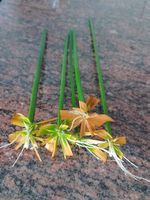 5x Cyperus Alternifolius PAPYRUS STECKLINGE Zypergras NEU!!!